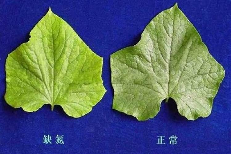 黄瓜种植需要营养成分