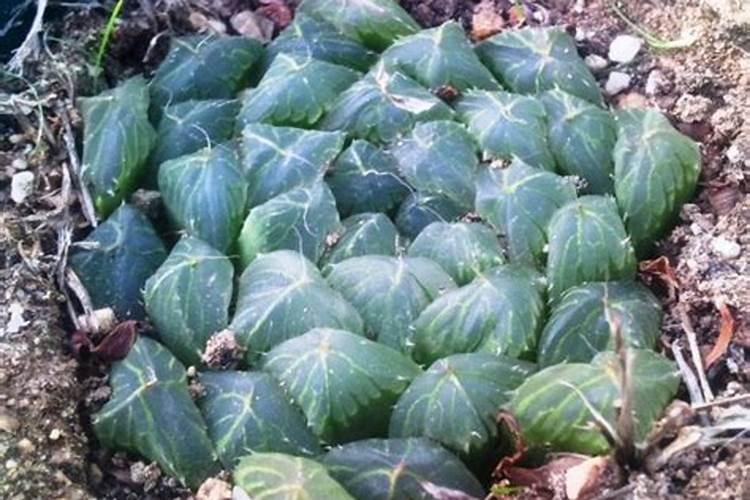 玉肥在盆景中的正确使用