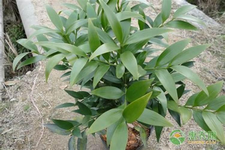 竹柏怎么施肥 等它适应了周围环境