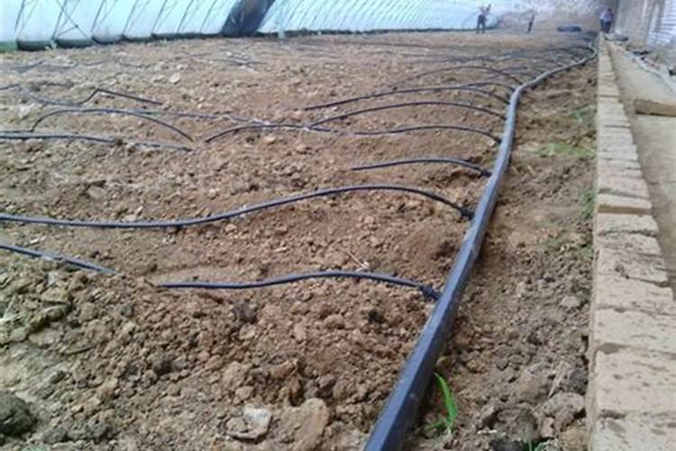 种植草莓滴灌怎么按装