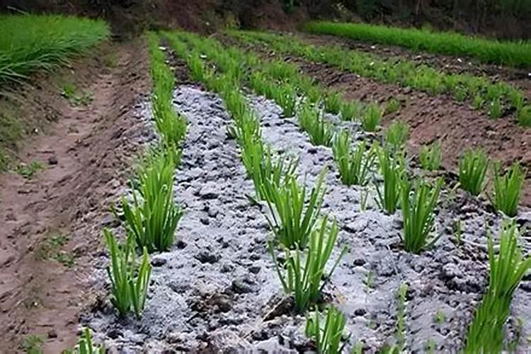 艾普旺水溶肥多少钱一袋