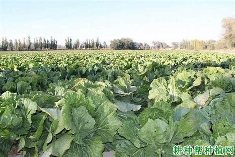 化肥一共分几种