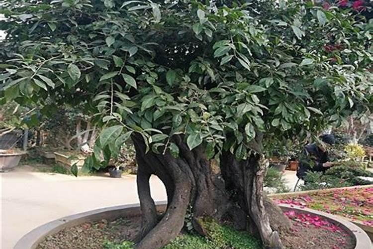 金弹子下山桩成活后多久施肥