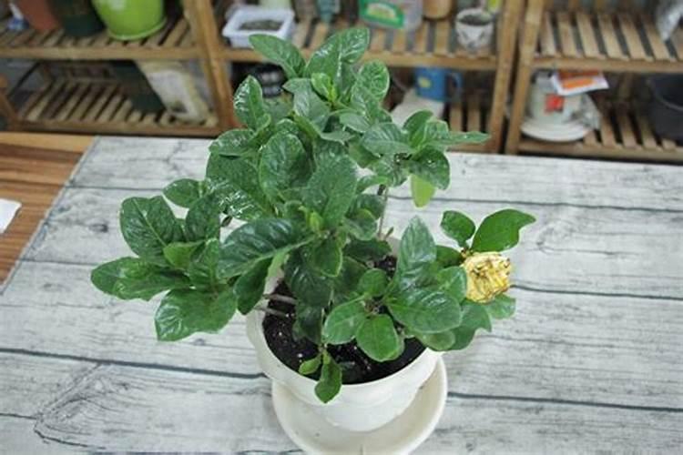 栀子花施什么肥好