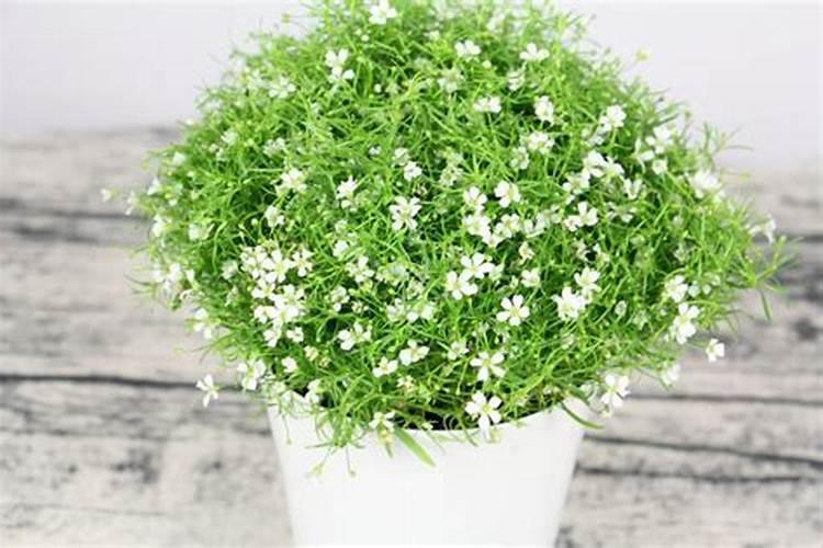 茉莉和满天星需要如何施肥