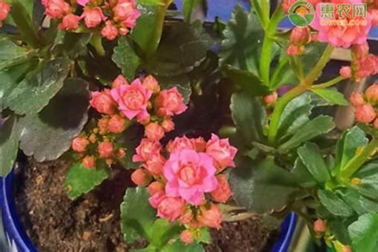 长寿花浇什么肥料合适