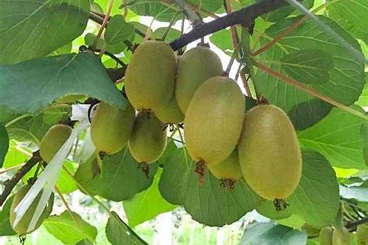 茶叶专用复合肥肥料有哪些