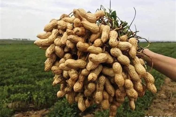 花生什么时候使用磷酸二氢钾