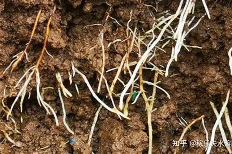 绿肥紫云英每亩播种量多少