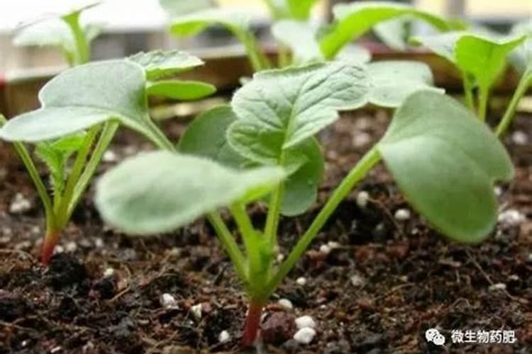 黄豆喜欢什么肥料