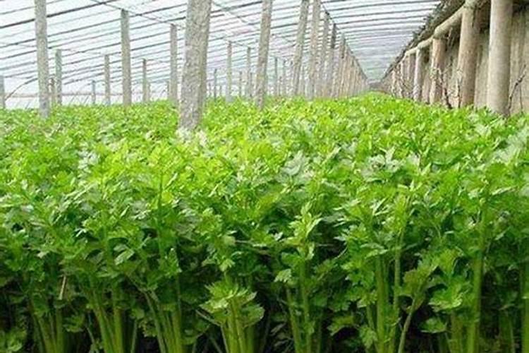 芹菜浇水冲施什么肥料