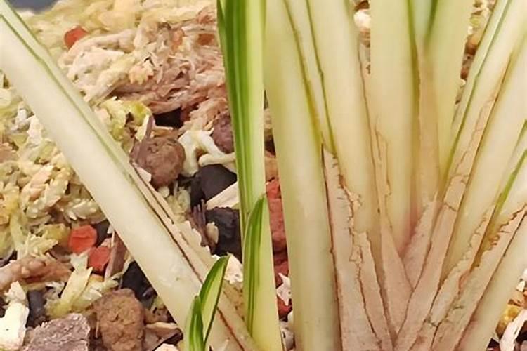 兰花什么季节施肥最好