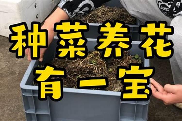 蚯蚓土是营养土吗 蚯蚓土和营养土哪个好