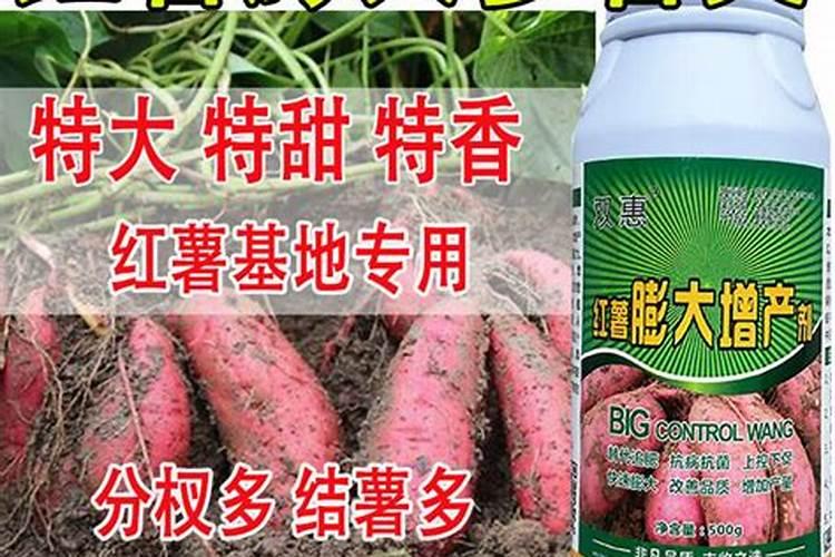 地瓜肥料正确使用方法