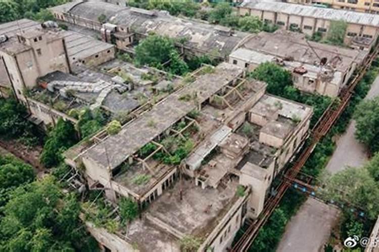 金桔和柑橘种植在房子西南边合适吗？