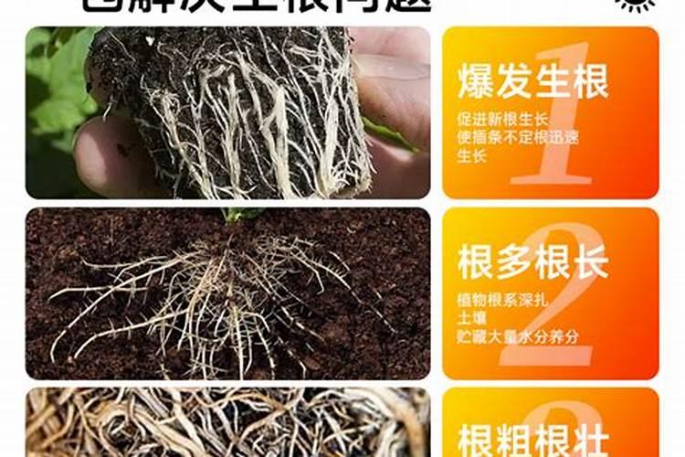 善德梅海看梅花时间