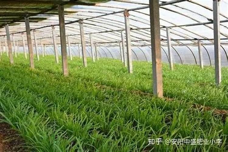 大棚韭菜冬季施肥方法 大棚韭菜冬季怎么施肥