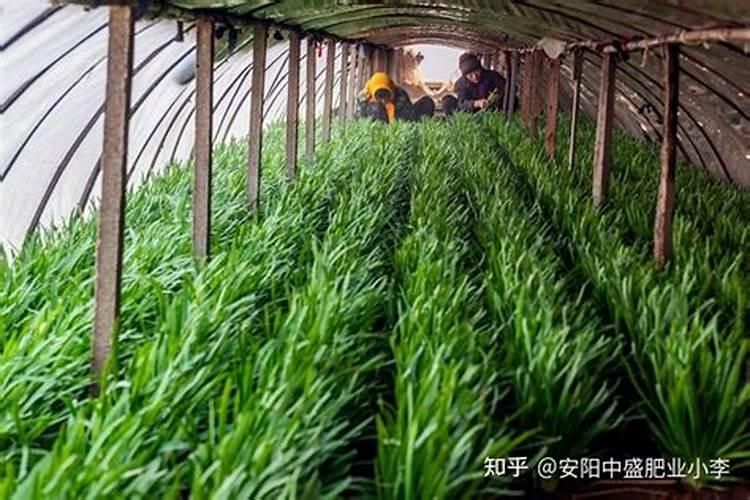 大棚韭菜冬季怎么施肥 大棚韭菜冬季施肥方法