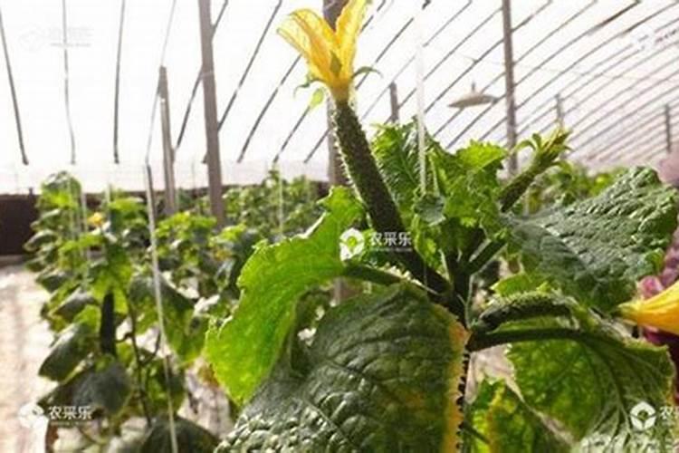 黄瓜花打顶时喷什么药