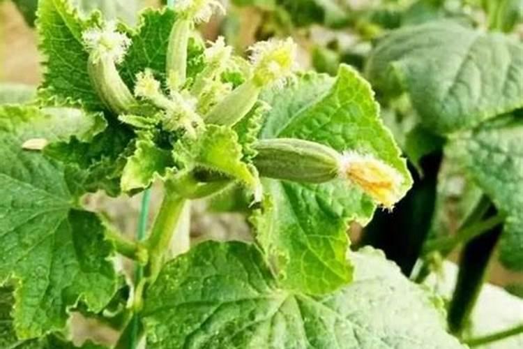 黄瓜花打顶怎么治很严重