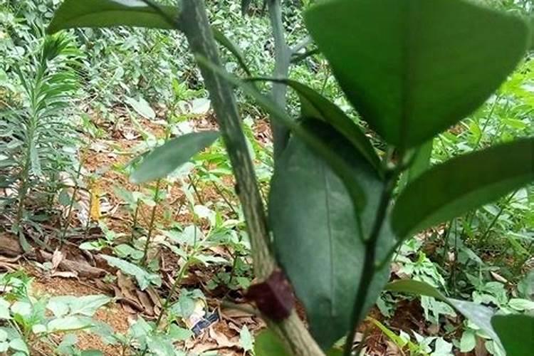 刚刚移栽的樱桃树可以使用叶面肥吗？怎样使用？