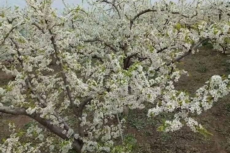 山东农圣人生物科技有限公司红果素好吗