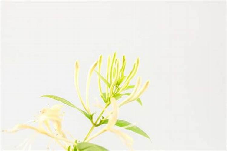 金银花叶子枯萎是什么原因