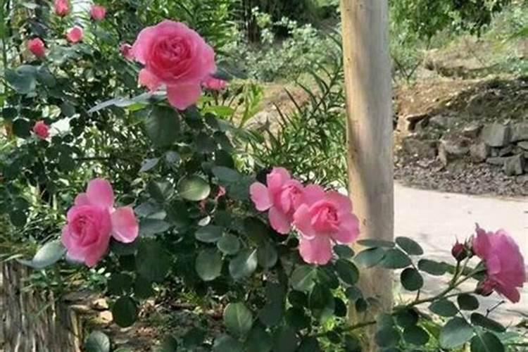 地栽月季花施有机肥方法？