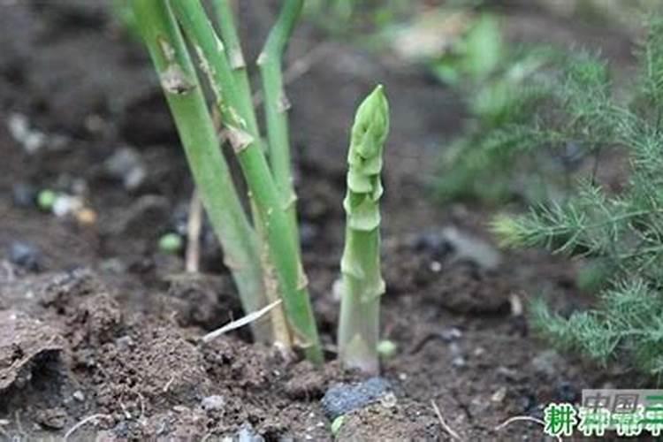 黑骨茶怎么浇水