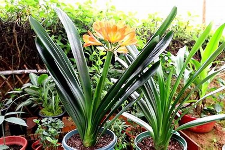 菊花施肥用什么肥料利于开花 种菊花上什么肥最好