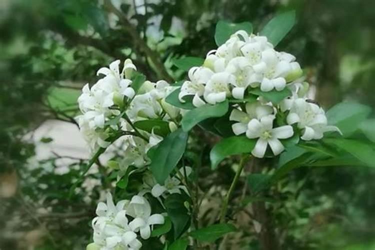 九里香冬天怎么施肥,九里香施什么肥好？