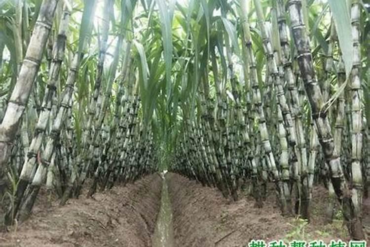 有机肥生产算是科创公司吗