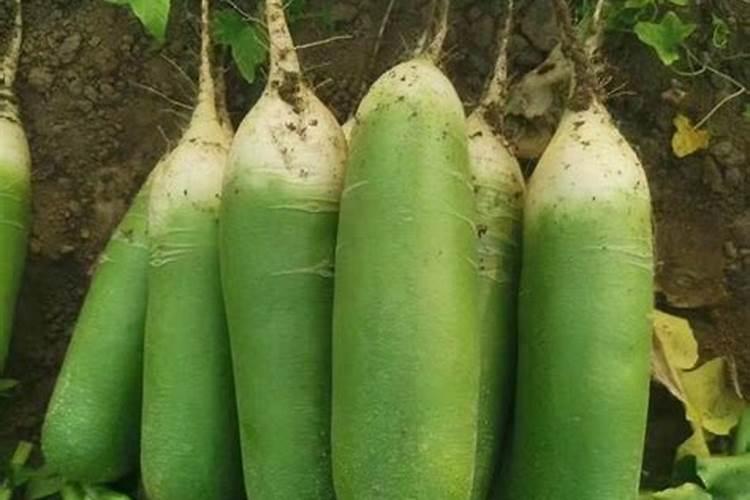 福进门液体水溶肥好吗？用效果来证明