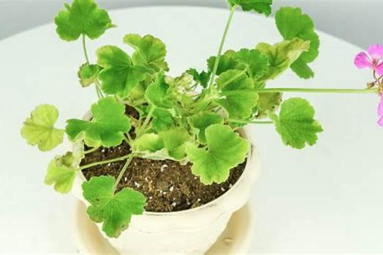 天竺葵施什么肥最好