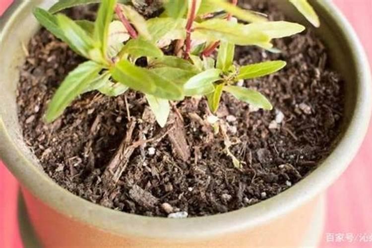 尿素可以兑水浇花吗