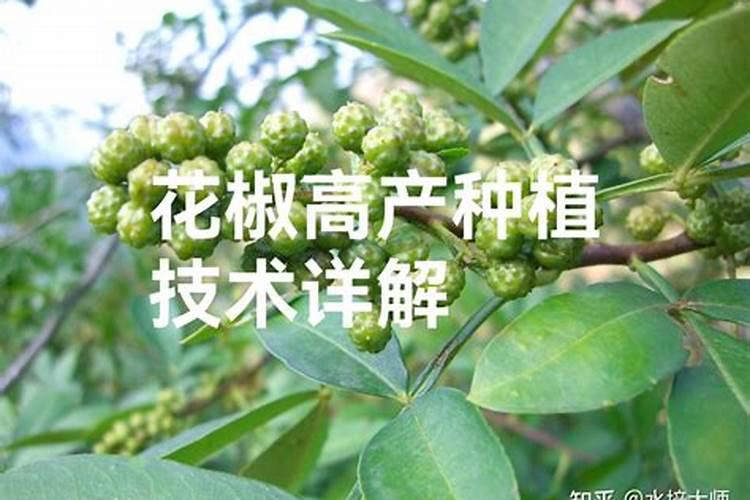2o2O年种花椒树前景怎样？
