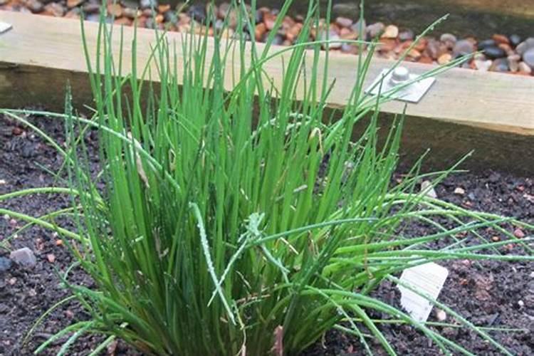 御黄散能作黄瓜的底肥吗？