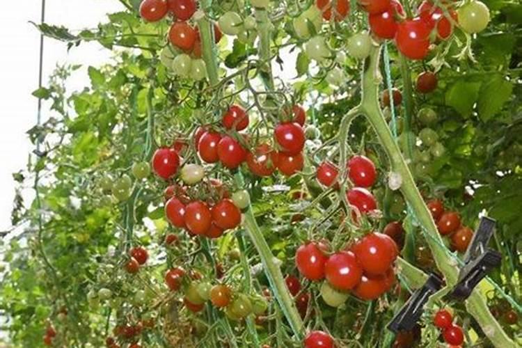 番茄结果后需要施什么肥