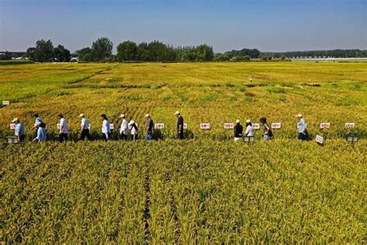 什么叶面肥对水稻最好？了解这些让水稻增产增收!