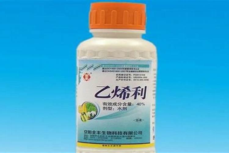 凉薯的种植方法和时间,适磷吗？