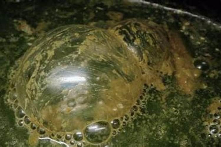 新蔡核桃树发芽前几天浇一次水 新栽核桃树发芽多少天浇一次水