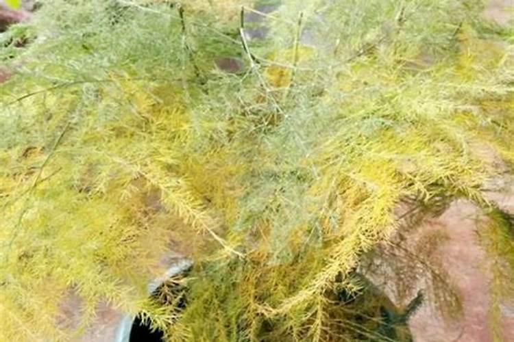 大豆可以做花的肥料吗