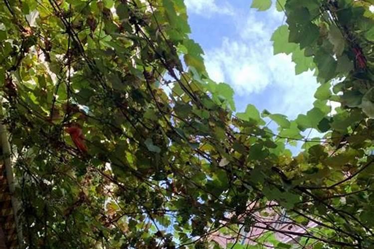 葡萄树叶子发黄干枯