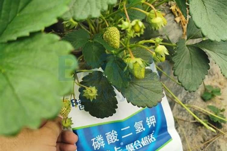 草莓肥料哪些品牌最好
