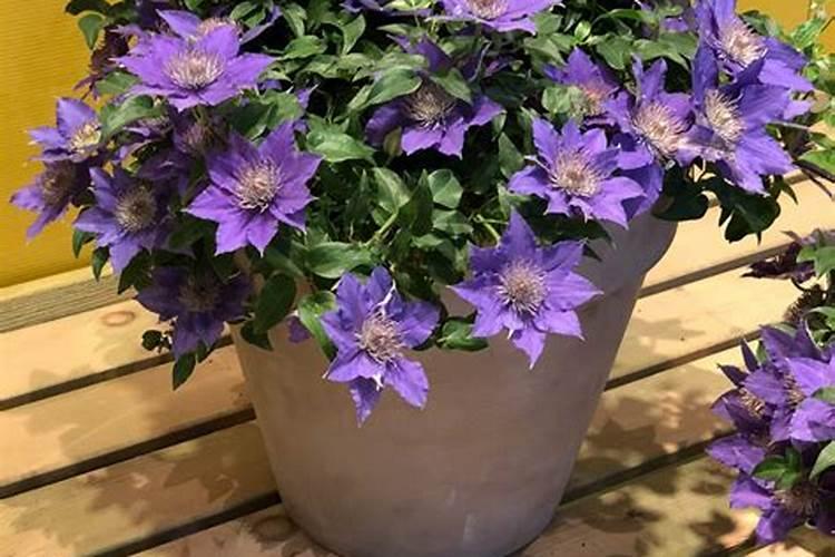 铁线莲施什么肥最好