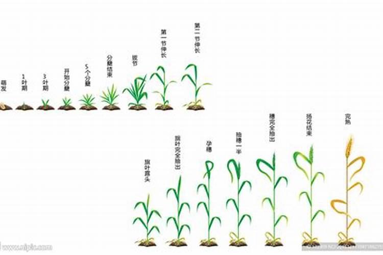 小麦一生需要多少氮磷钾肥