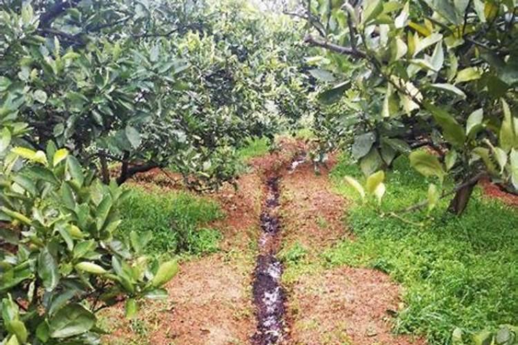 适宜四季小葱种植方法及技巧