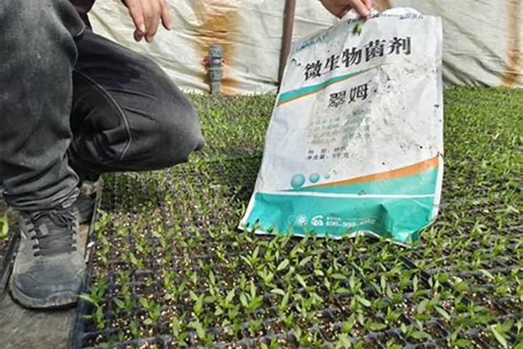 辣椒施肥施什么肥料最好