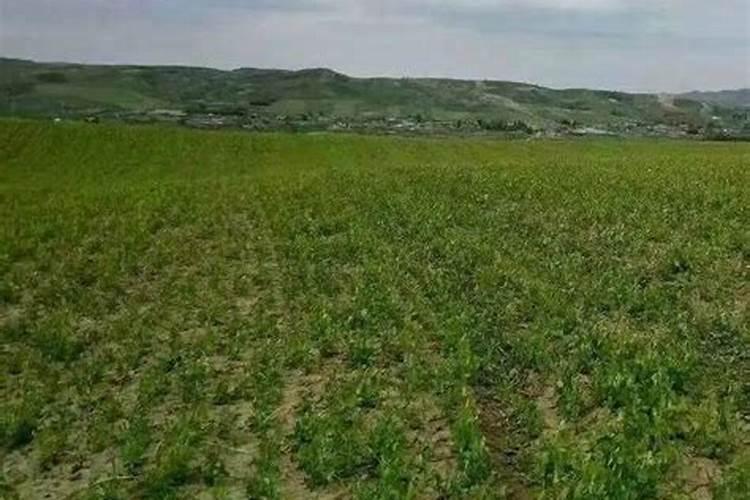 鱼蛋白和什么复妃灌根好