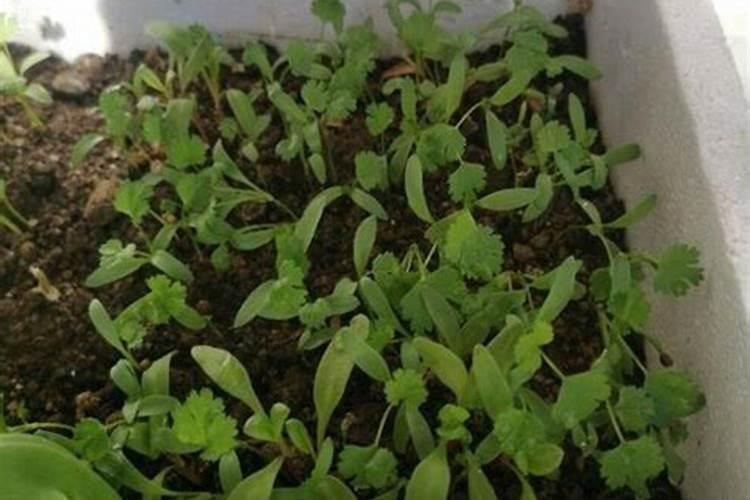 蓝莓花期每亩冲多少磷酸二氢钾